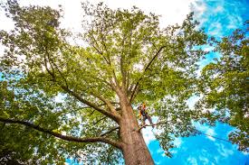 Best Tree Preservation Services  in Picnic Point, WA